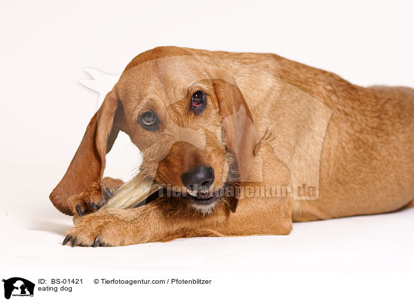 fressender Hund / eating dog / BS-01421