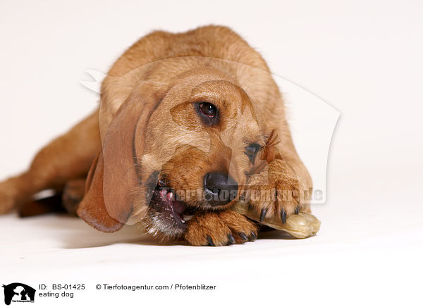 fressender Hund / eating dog / BS-01425
