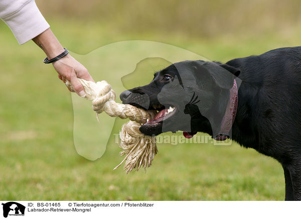 Labrador-Retriever-Mischling / Labrador-Retriever-Mongrel / BS-01465