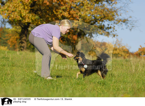 spielender Hund / playing dog / SST-04535