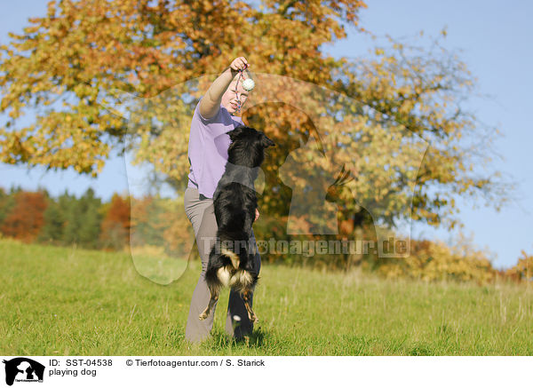 spielender Hund / playing dog / SST-04538