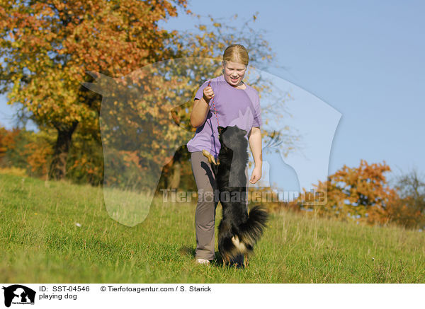spielender Hund / playing dog / SST-04546