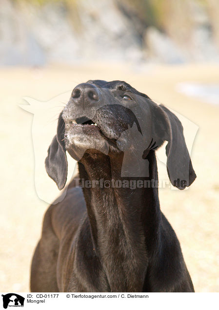 Weimaraner-Windhund-Mischling / Mongrel / CD-01177