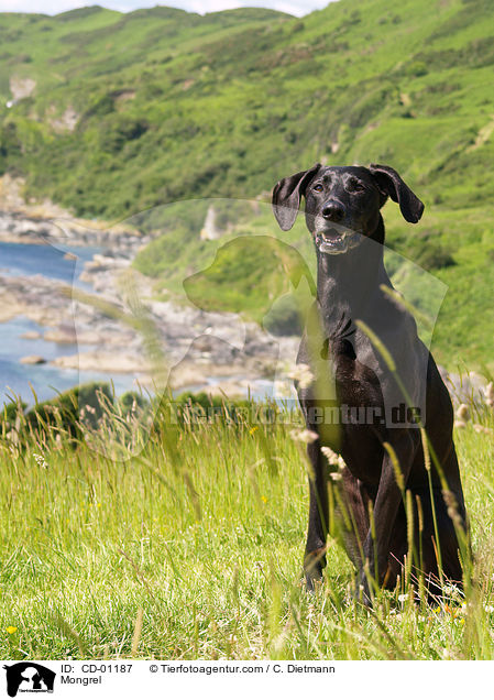 Weimaraner-Windhund-Mischling / Mongrel / CD-01187