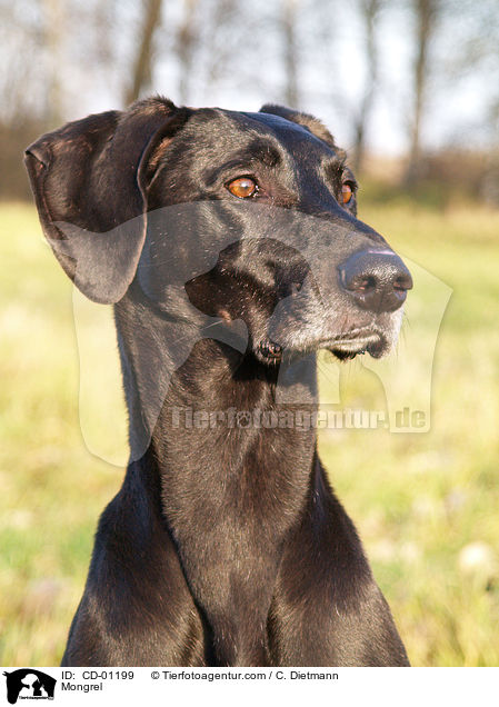 Weimaraner-Windhund-Mischling / Mongrel / CD-01199