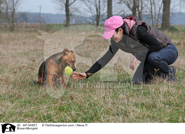 Boxer-Mischling / Boxer-Mongrel / AP-04851