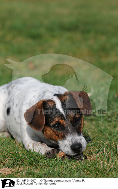 Jack-Russell-Terrier-Mischlinge / Jack Russell Terrier Mongrels / AP-04907