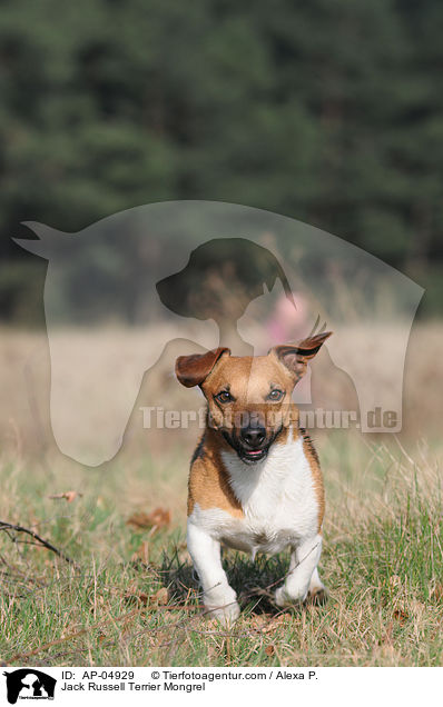 Jack Russell Terrier Mongrel / AP-04929