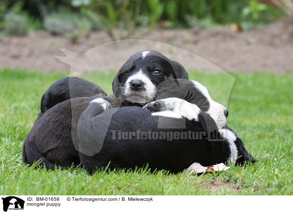 Mischling Welpe / mongrel puppy / BM-01658