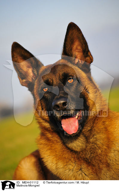 Malinois-Mischling / Malinois-Mongrel / MEH-01112