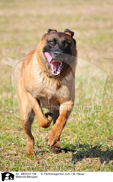 Malinois-Mischling / Malinois-Mongrel / MEH-01156