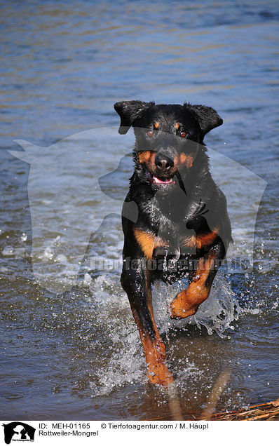 Rottweiler-Mischling / Rottweiler-Mongrel / MEH-01165
