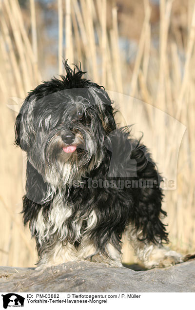 Yorkshire-Terrier-Havaneser-Mischling / Yorkshire-Terrier-Havanese-Mongrel / PM-03882