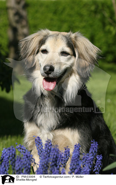 Sheltie-Mischling / Sheltie-Mongrel / PM-03994