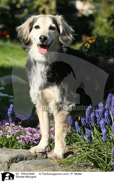Sheltie-Mischling / Sheltie-Mongrel / PM-03995