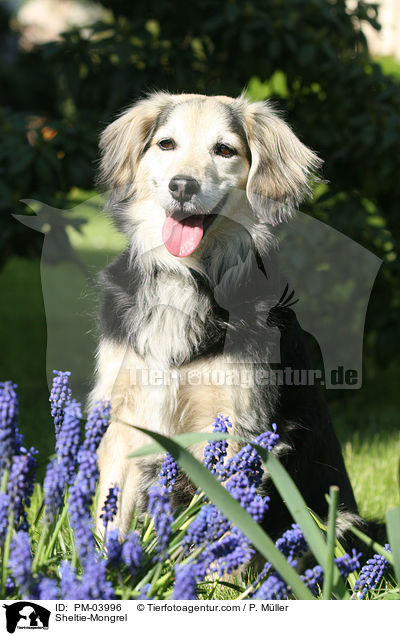 Sheltie-Mischling / Sheltie-Mongrel / PM-03996