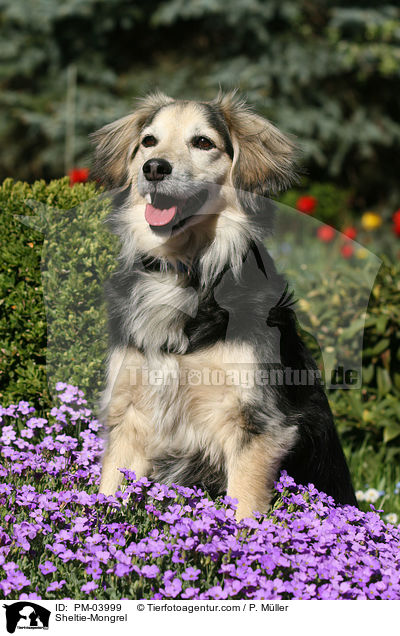 Sheltie-Mischling / Sheltie-Mongrel / PM-03999