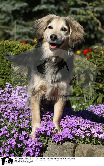 Sheltie-Mischling / Sheltie-Mongrel / PM-04000
