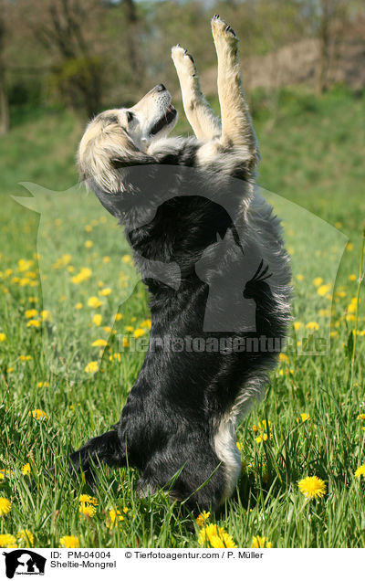Sheltie-Mischling / Sheltie-Mongrel / PM-04004