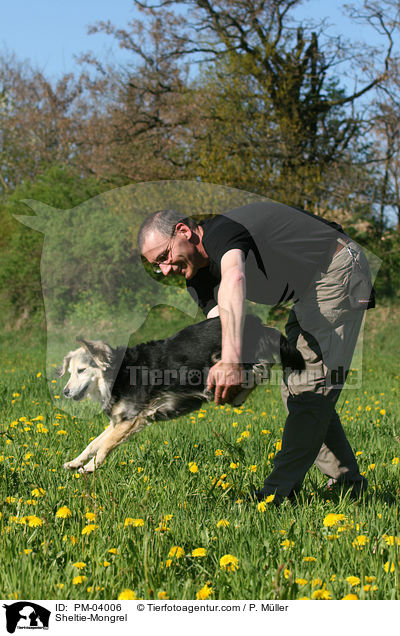 Sheltie-Mischling / Sheltie-Mongrel / PM-04006