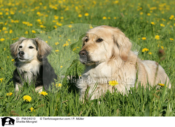Sheltie-Mischling / Sheltie-Mongrel / PM-04010