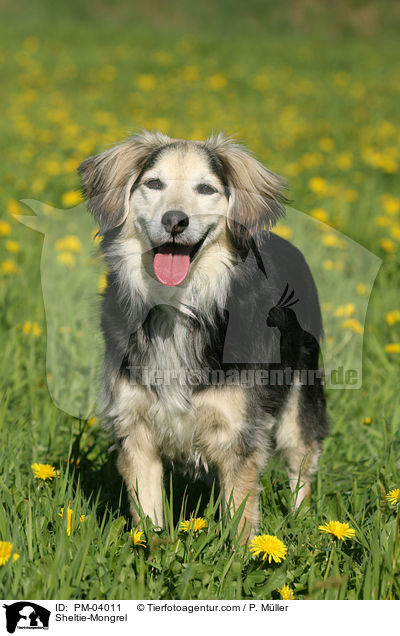 Sheltie-Mischling / Sheltie-Mongrel / PM-04011