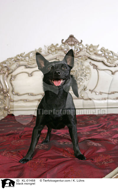 schwarzer Mischling / black mongrel / KL-01468