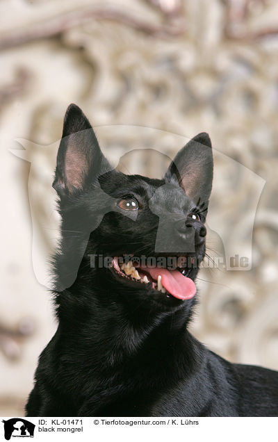schwarzer Mischling / black mongrel / KL-01471