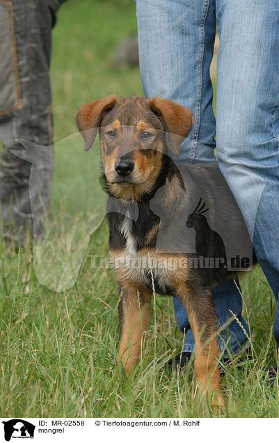 Mischling / mongrel / MR-02558