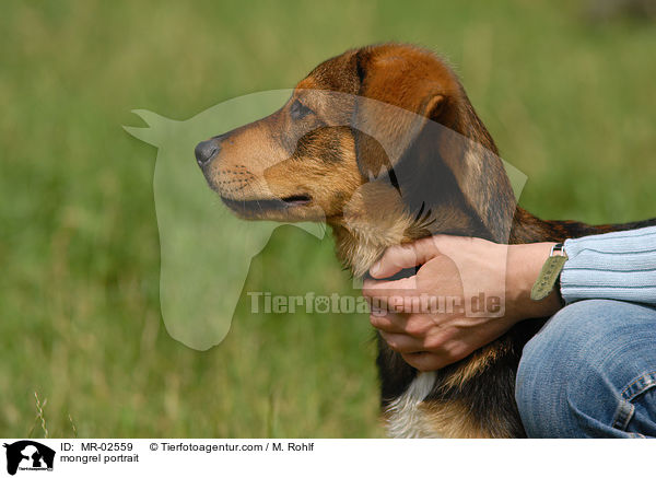 Mischling Portrait / mongrel portrait / MR-02559