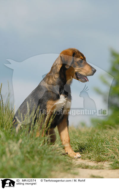 sitzender Mischling / sitting mongrel / MR-02574