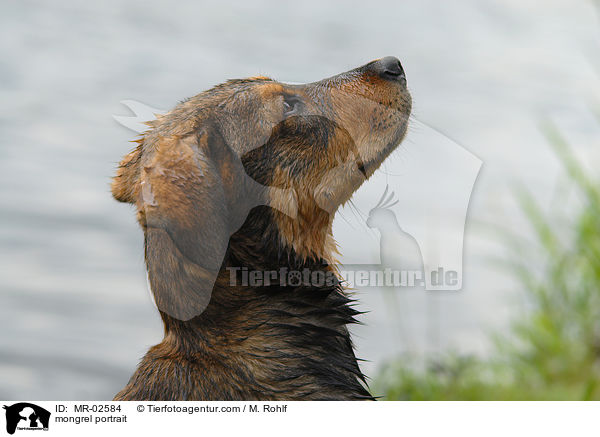 Mischling Portrait / mongrel portrait / MR-02584