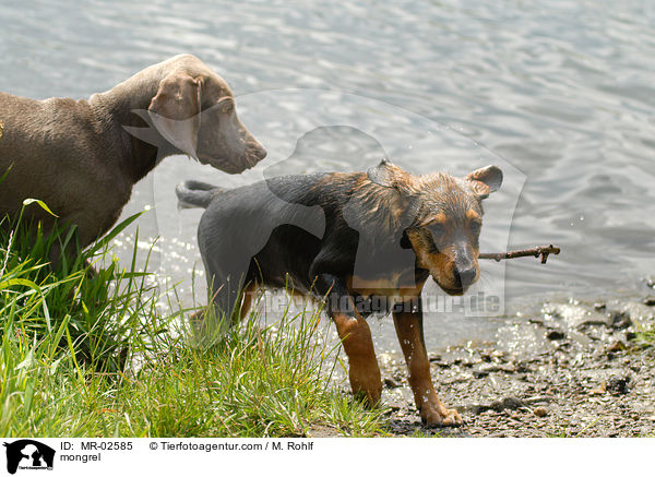 mongrel / MR-02585