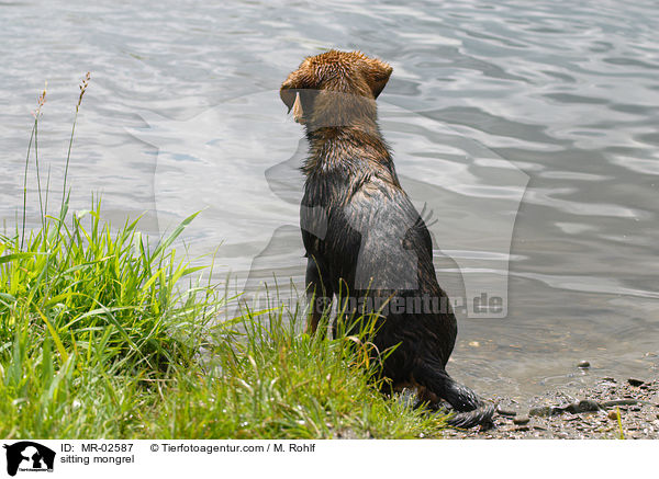sitzender Mischling / sitting mongrel / MR-02587