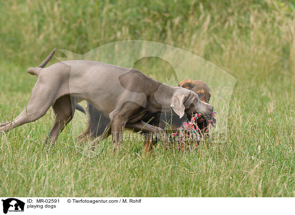 playing dogs / MR-02591