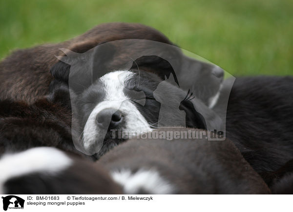 sleeping mongrel puppies / BM-01683