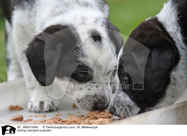 fressende Mischlingswelpen / eating mongrel puppies / BM-01684