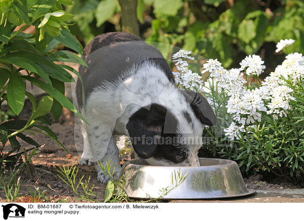 eating mongrel puppy / BM-01687