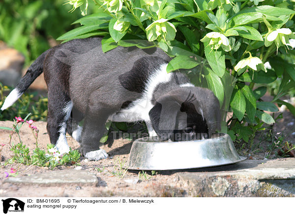 fressender Mischlingswelpe / eating mongrel puppy / BM-01695