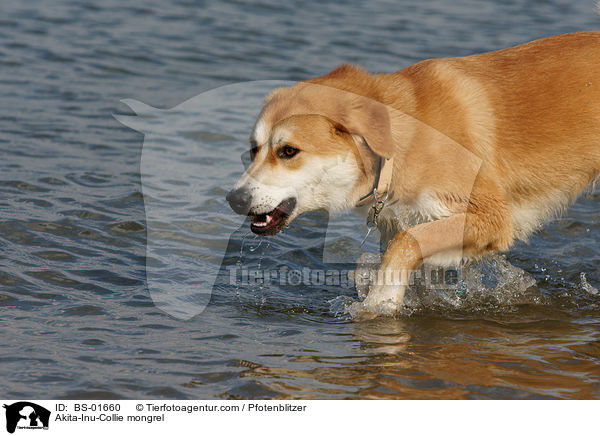 Akita-Inu-Collie-Mix / Akita-Inu-Collie mongrel / BS-01660