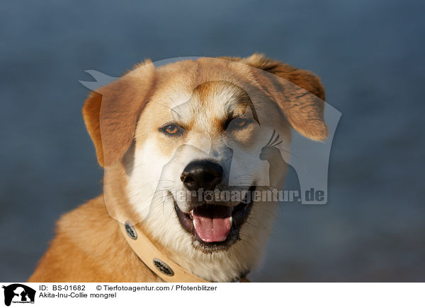 Akita-Inu-Collie-Mix / Akita-Inu-Collie mongrel / BS-01682