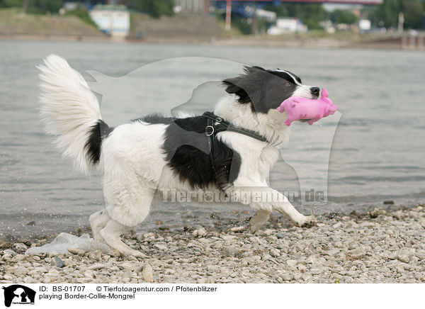 spielender Border-Collie-Mischling / playing Border-Collie-Mongrel / BS-01707