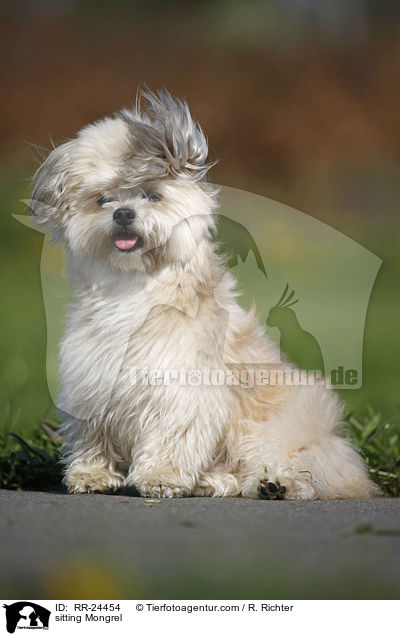 sitzender Mischling / sitting Mongrel / RR-24454