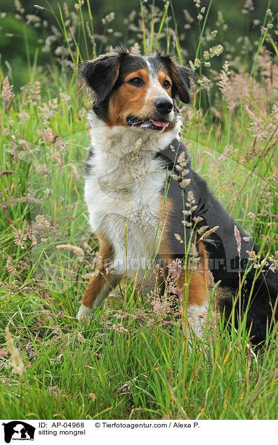 sitzender Mischling / sitting mongrel / AP-04968