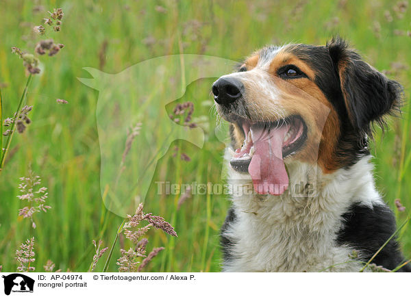 Mischling Portrait / mongrel portrait / AP-04974