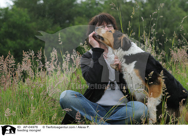 Mischling wird gefttert / feeding mongrel / AP-04976