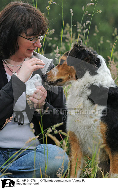 Mischling wird gefttert / feeding mongrel / AP-04978