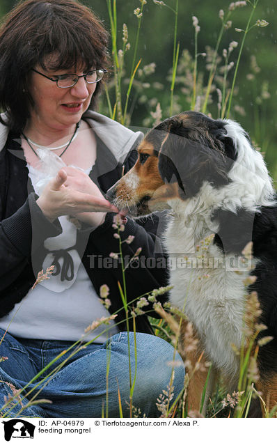Mischling wird gefttert / feeding mongrel / AP-04979