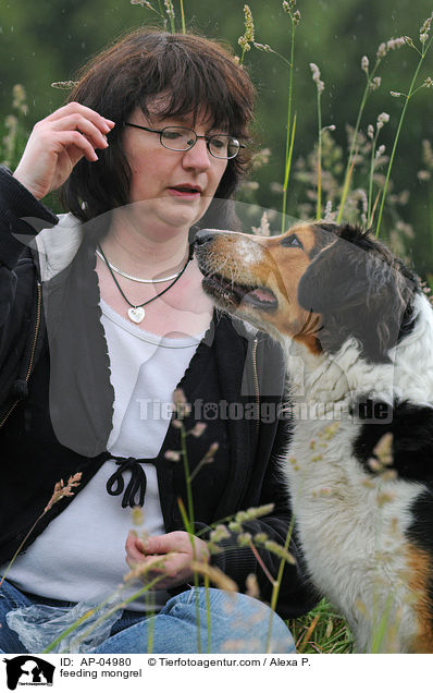 Mischling wird gefttert / feeding mongrel / AP-04980