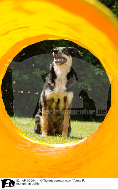 Mischling beim Agility / mongrel at agility / AP-05004